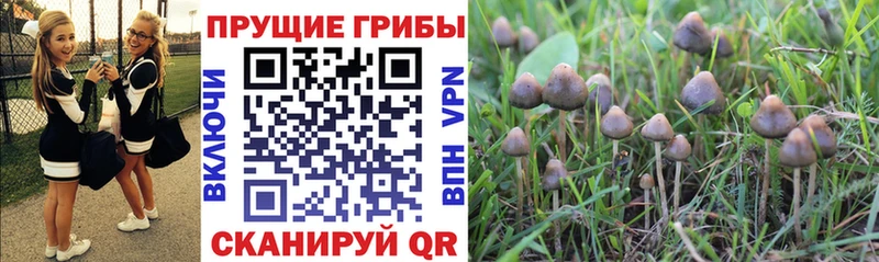 Галлюциногенные грибы Cubensis Багратионовск